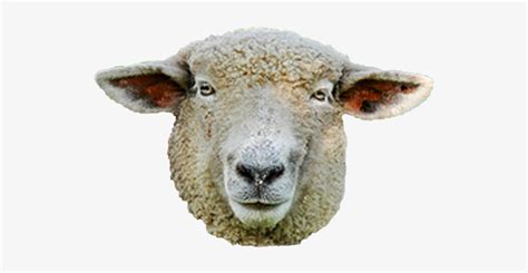 Download Sheep Head Png Svg Royalty Free Library - Sheep - HD ...