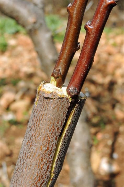 Grafting Fruit Trees - A Step by Step Picture Tutorial - Lady Lee's Home