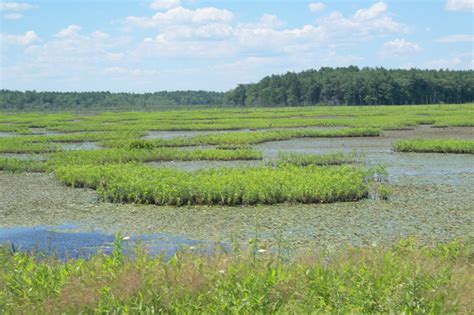 Hike Plymouth and Beyond!: Burrage Pond Wildlife Management Area Hanson/Halifax, MA