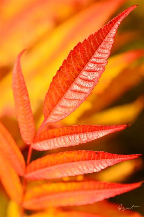 Autumn leaves | Autumn leaves, Orange aesthetic, Orange leaf