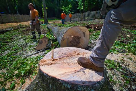 Are There Dangers in Cutting Tree Roots? | Driscoll Tree Service