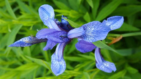 Free Images : summer, herb, botany, blue, closeup, flora, wild flower, wildflower, eye ...