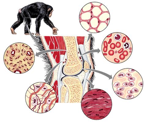 Connective Tissue Diagram | Quizlet