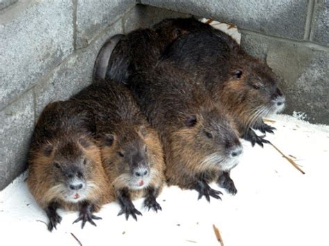 Nutria | Internet Center for Wildlife Damage Management