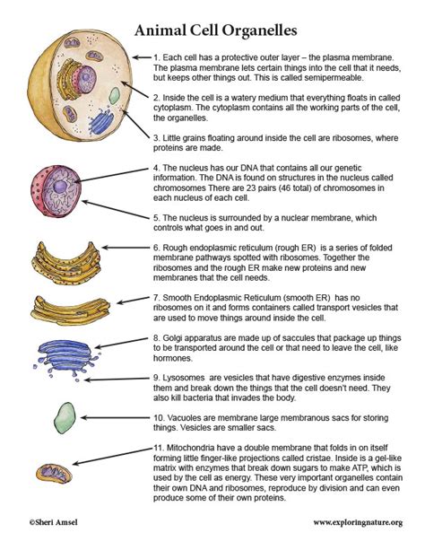 Cell Organelles | Animal cells worksheet, Animal cell organelles, Cell ...