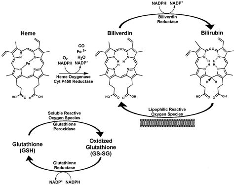 Biliverdin (BV) Isomers Analysis service - Creative Proteomics