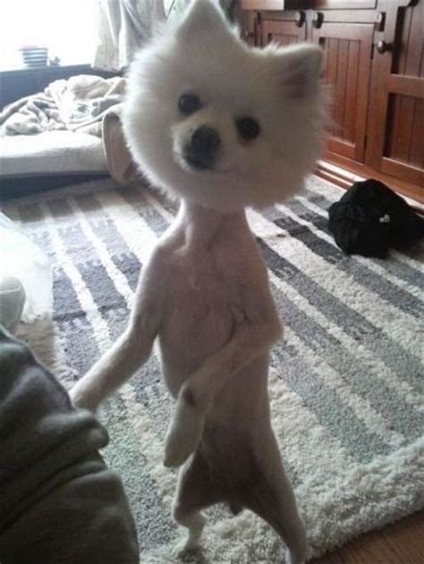 dog funny haircuts | Funny looking animals, Shaved animals, Dumb dogs