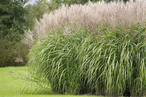 Ornamental Grasses to Grow in Containers