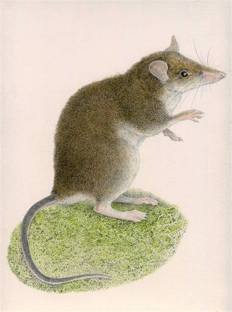 Researchers Discover Two New Species of Shrewlike Rats in Philippines | Sci.News