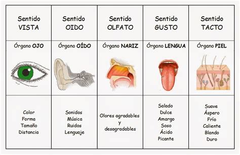 Procesos Psicologicos: Receptores Sensoriales