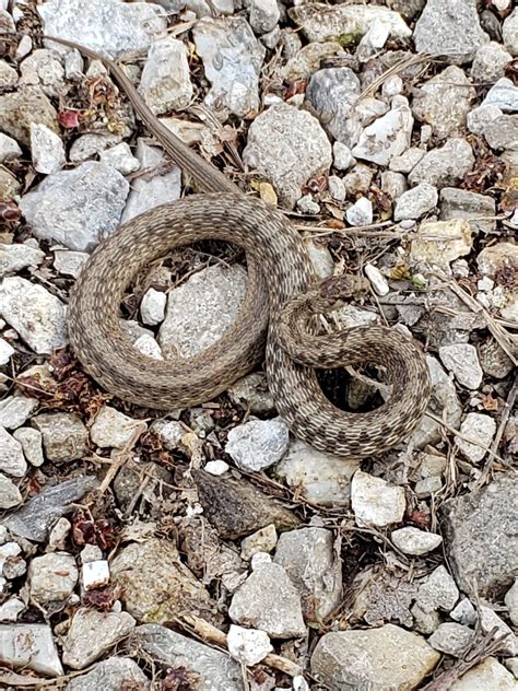 What is this snake? Found in northeast Missouri - about 12 inches long. : r/whatsthissnake