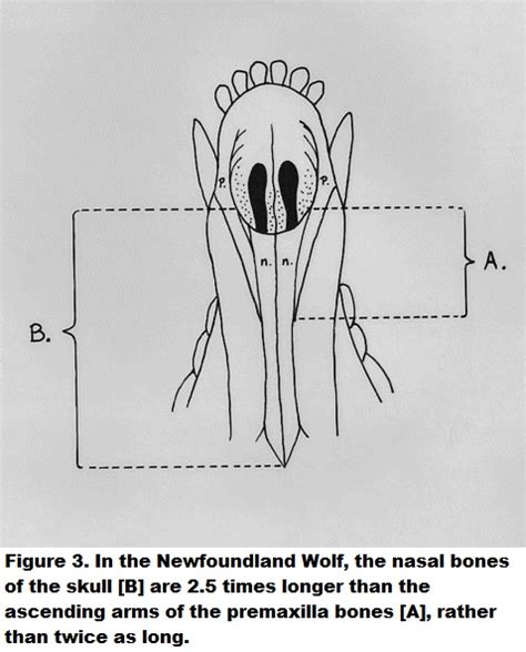 The Newfoundland Wolf | The Rooms