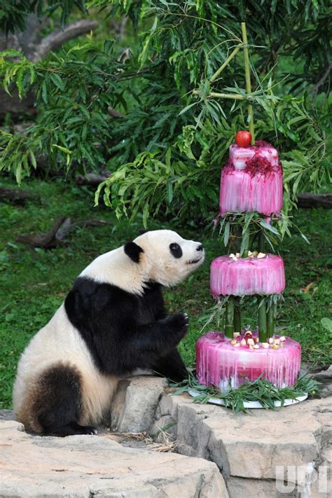 Photo: The National Zoo celebrates panda Tai Shan's fourth birthday in ...