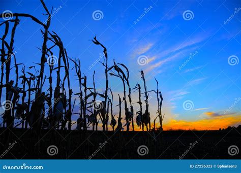 Corn Stalks Silhouetted at Sunset Stock Image - Image of silhouette, corn: 27226323