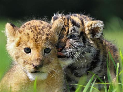 A Rare Scene To Behold When Baby Lion And Tiger Cub Are Found Inseparable