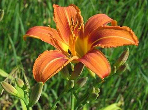 DAYLILIES: Breakfast, Lunch and Dinner Delicacy – Oakland County Blog