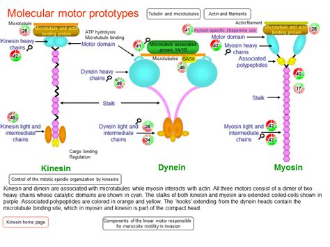 Molecular motor prototypes