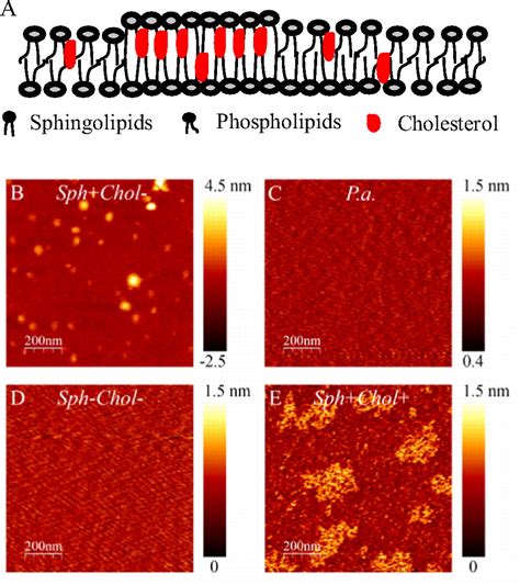 Membrane sphingolipids as essential molecular signals for Bacteroides survival in the intestine ...