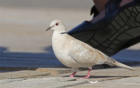 Is this a Barbary Dove? Or normal Collared Dove? | BirdForum