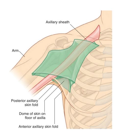 AXILLARY REGION