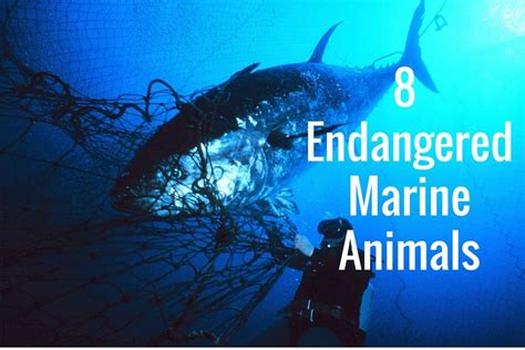 8 Endangered Marine Animals - DeeperBlue.com