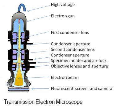 The Three Types of Electron Microscope | Types of Microscopes