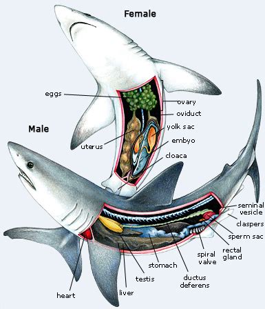 Vertebrate Project - Basking Shark: Digestive System