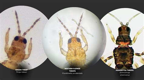 Managing Thrips: How to ID thrip species – GrowLiv Biologicals