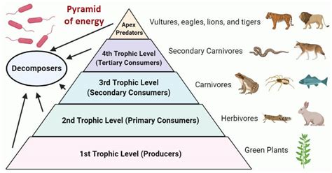 Pyramid of energy- Definition, Levels, Importance, Examples