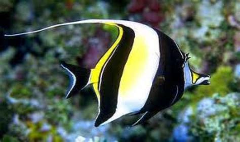 Moorish Idol Information and Picture | Sea Animals