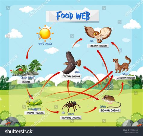 Food chain diagram concept on forest background - Royalty Free Stock Vector 1938269908 - Avopix.com