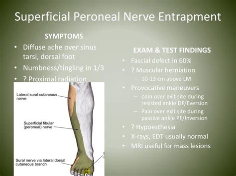 PPT - Nerve Entrapments in Runners PowerPoint Presentation, free download - ID:4539042