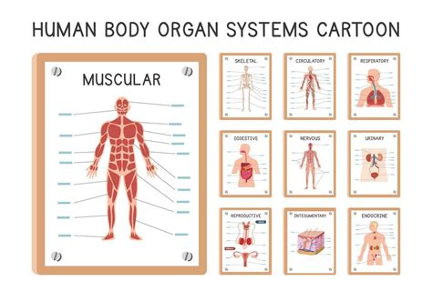 Human Body Systems Chart