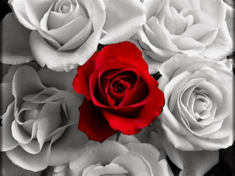 Red and White Roses Wallpaper | Puspa Wallpapers