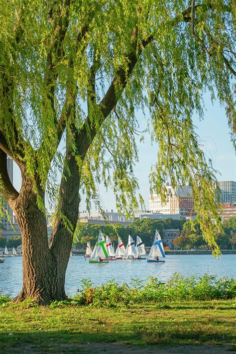 Charles River Esplanade Park, Boston Ma Digital Art by Laura Zeid | Fine Art America