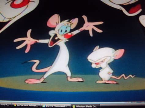 Pinky and the Brain | Animaniacs Wiki | Fandom