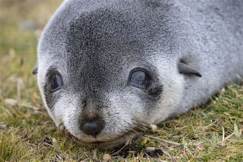 Antarctic Fur Seal stock photo. Image of gazella, arctocephalus - 265717350