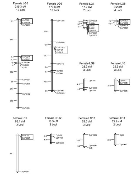 Linkage groups 5 to 14 of the female-specific linkage map for C ...