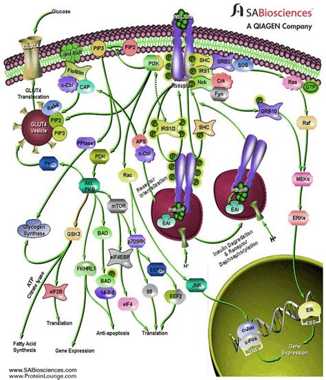 113 best images about Signal transduction pathways on Pinterest ...