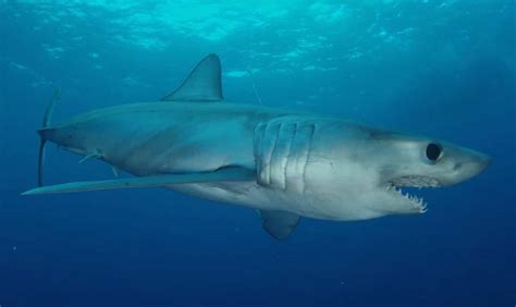 Cuba Wildlife Matching Game: Coral Reef