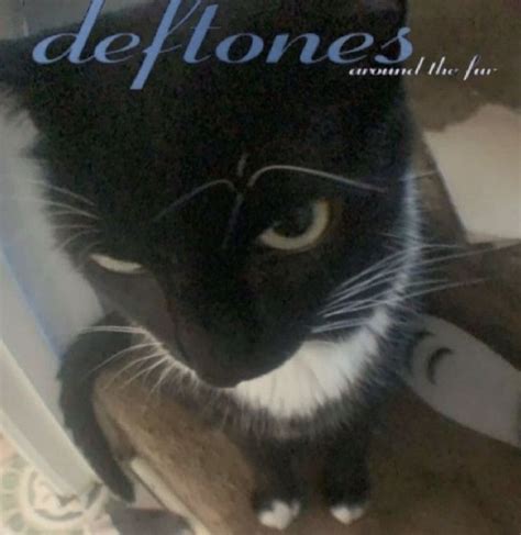 deftones cat | Cute cats, Pretty cats, Cats