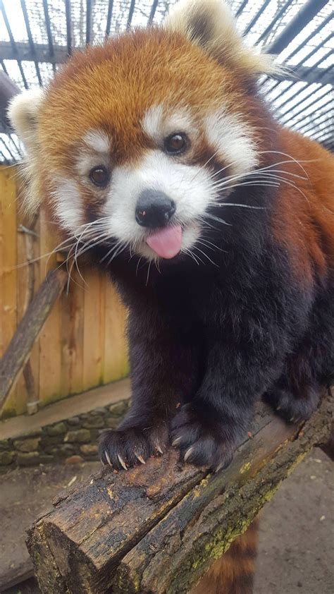 Red panda is best panda. : r/aww