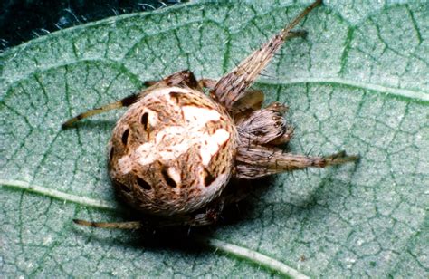 Common Spiders — Texas Insect Identification Tools