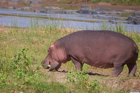 Hippo Eating