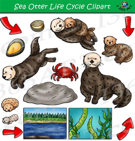 Sea Otter Life Cycle Clipart Set Download - Clipart 4 School Sea Otter ...