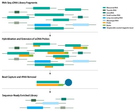 RNA-Seq Workflow | Bio-Rad