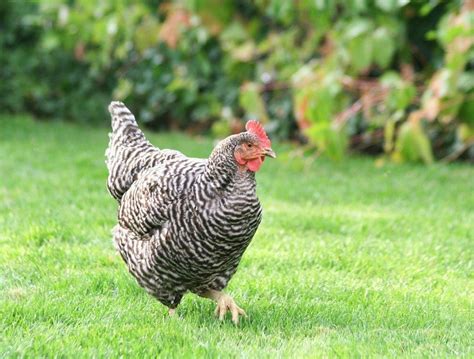 Baby Barred Plymouth Chickens For Sale | Chickens For Backyards