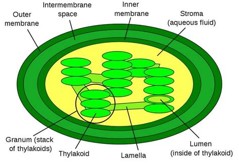 Chloroplast Diagram | Biology diagrams, Diagram, Teaching science