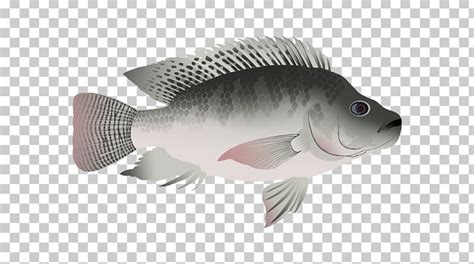 Nile Tilapia Bluegill Animated Film Cartoon PNG, Clipart, Animated Film, Bluegill, Bony Fish ...