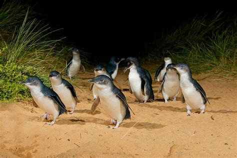 Phillip Island Wildlife, Penguin Parade Tour from Melbourne 2024